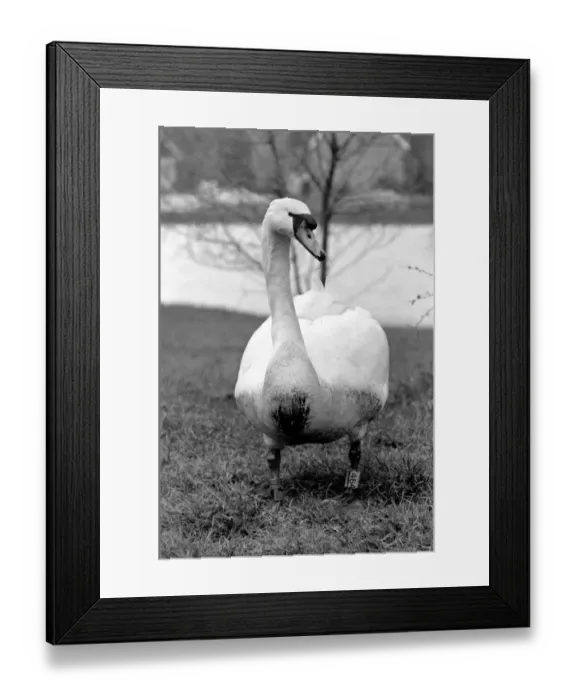Framed Print : Swan Fred'. March 1975 75-01450-016