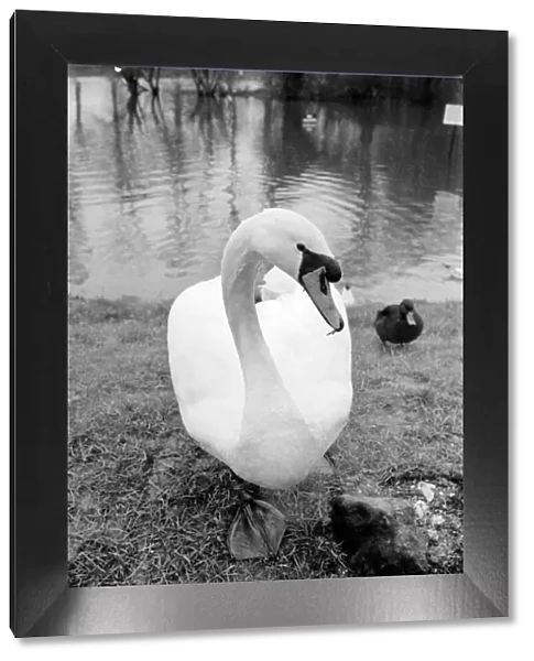 Swan 'Fred'. March 1975 75-01450-007