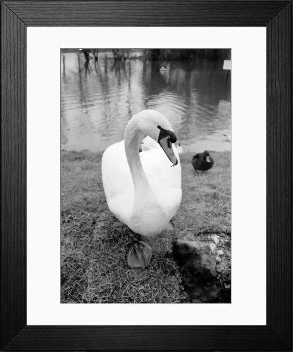 Framed Print : Swan Fred'. March 1975 75-01450-007
