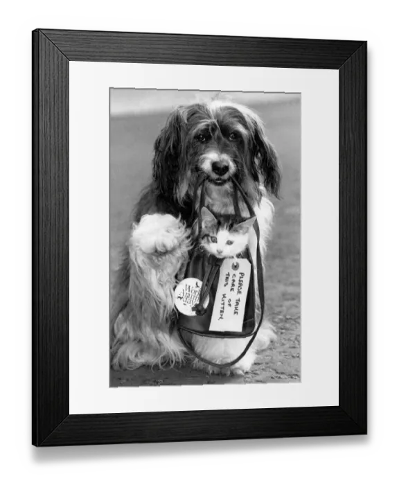 Framed Print : Canine star Pippin gives a homeless kitten a little lift and helps Britain Framed Print : Canine star Pippin gives a homeless kitten a little lift and helps Britain