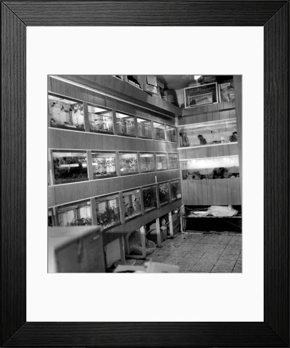 Framed Print : Seahorses: Cow fish: Sea creatures in tank. March 1975 75-01254-002 Framed Print : Seahorses: Cow fish: Sea creatures in tank. March 1975 75-01254-002