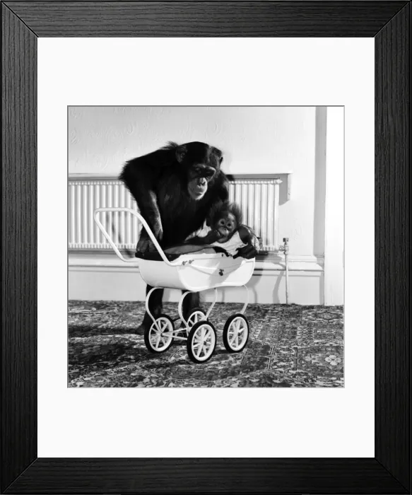 Framed Print : Chimp and Orang-Utang: Little Butterfly': Everyone lends a hand to rear Framed Print : Chimp and Orang-Utang: Little Butterfly': Everyone lends a hand to rear