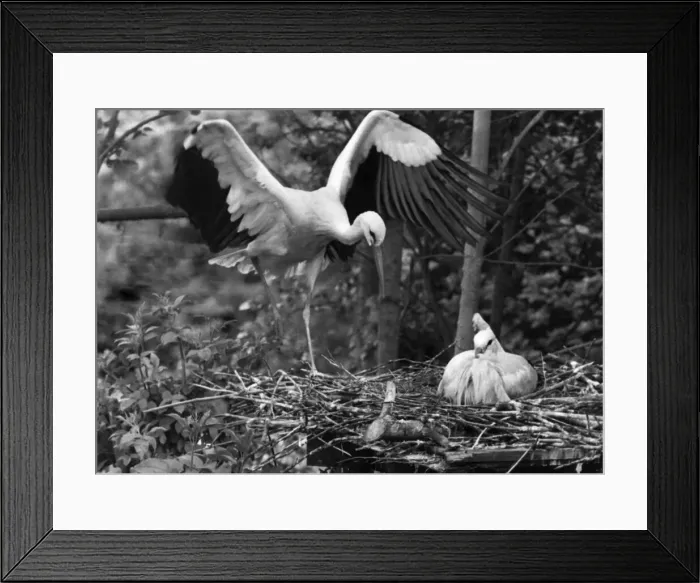 Framed Print : No Substitute for this Stork: As every child is led to believe Framed Print : No Substitute for this Stork: As every child is led to believe