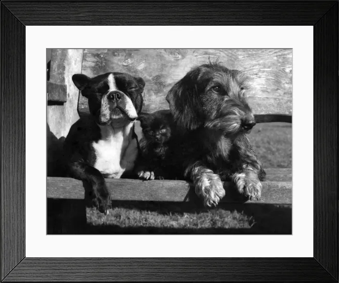 Framed Print : Bossy, the Boston Terrier, and Anna, a wire-haired Dachshund Framed Print : Bossy, the Boston Terrier, and Anna, a wire-haired Dachshund