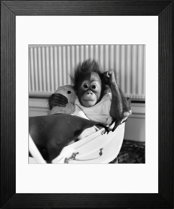 Framed Print : Chimp and Orang-Utang: Little Butterfly': Everyone lends a hand to rear Framed Print : Chimp and Orang-Utang: Little Butterfly': Everyone lends a hand to rear