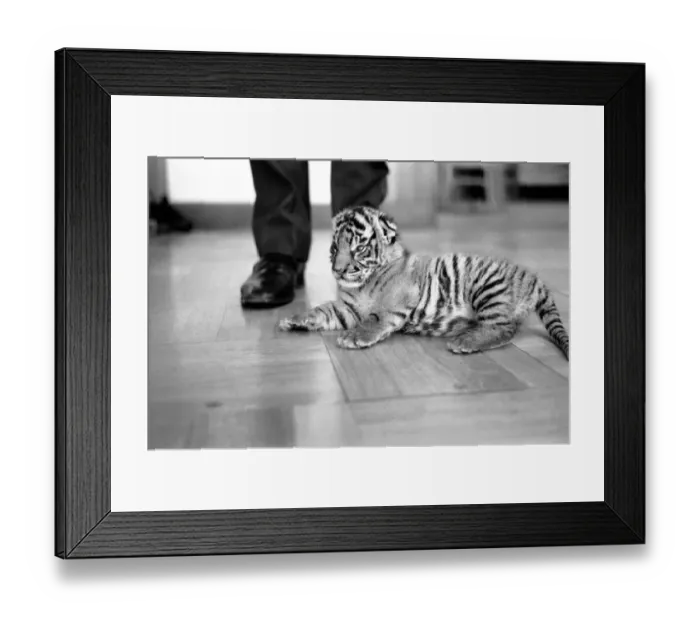 Framed Print : Tiger cub rejected by mother with keeper Frank Hughes. March 1975 75-01250-007