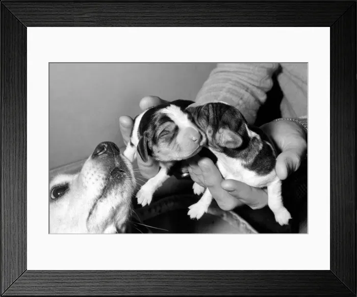 Framed Print : Puppies: Dog: Beagle Litter: No one know the name of the bitch but she is very friendly