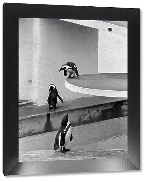 Percy the penguin and friends at London Zoo. February 1975 75-00951-001