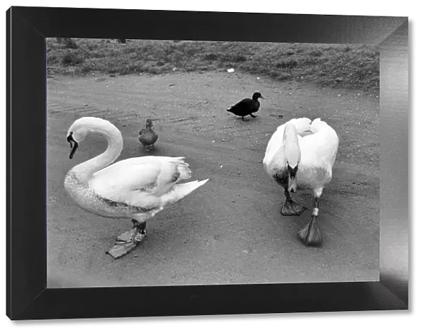 Swan 'Fred'. March 1975 75-01450-011