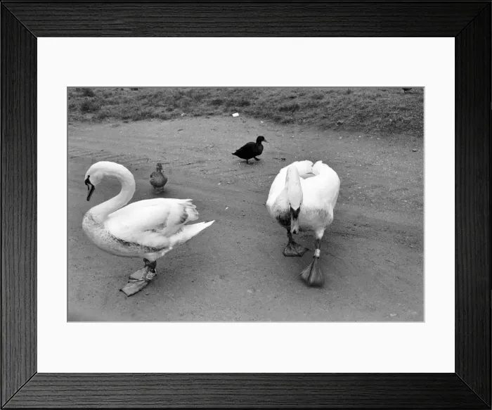 Framed Print : Swan Fred'. March 1975 75-01450-011 Framed Print : Swan Fred'. March 1975 75-01450-011
