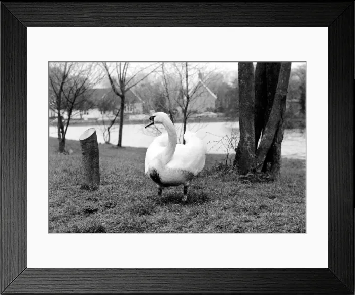 Framed Print : Swan Fred'. March 1975 75-01450-009 Framed Print : Swan Fred'. March 1975 75-01450-009