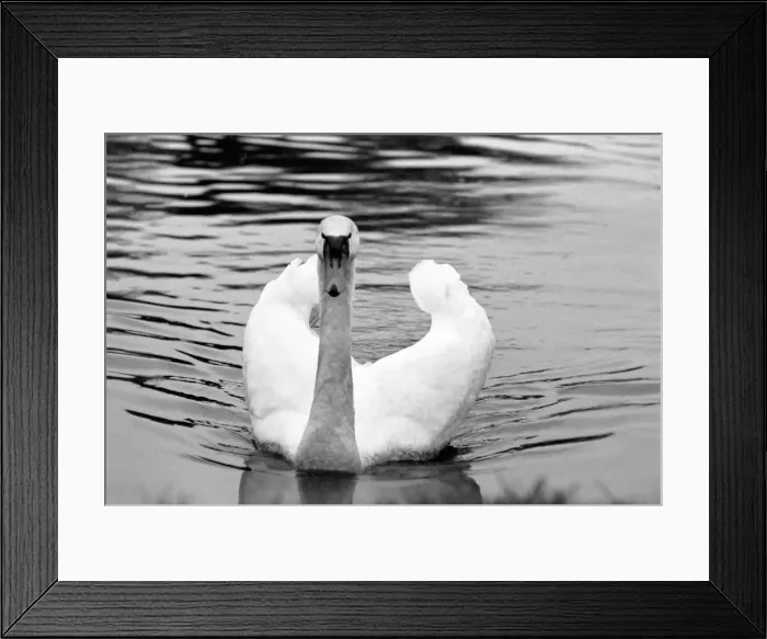 Framed Print : Swan Fred'. March 1975 75-01450-002 Framed Print : Swan Fred'. March 1975 75-01450-002