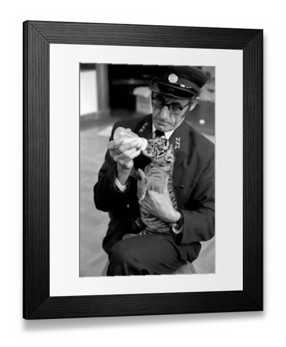 Framed Print : Tiger cub rejected by mother with keeper Frank Hughes. March 1975 75-01250-003 Framed Print : Tiger cub rejected by mother with keeper Frank Hughes. March 1975 75-01250-003