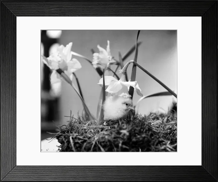 Framed Print : A touch of Spring. Chick and Daffodil. January 1975 75-00527-002 Framed Print : A touch of Spring. Chick and Daffodil. January 1975 75-00527-002