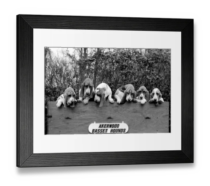 Framed Print : Mrs. Joan Walker and Dogs: Mrs. Joan Walker of Reading has got a record at Cruft Framed Print : Mrs. Joan Walker and Dogs: Mrs. Joan Walker of Reading has got a record at Cruft
