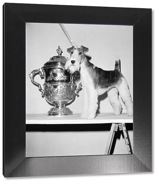 Crufts. Dog winner. February 1975 75-00769-006