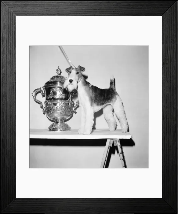 Framed Print : Crufts. Dog winner. February 1975 75-00769-006 Framed Print : Crufts. Dog winner. February 1975 75-00769-006