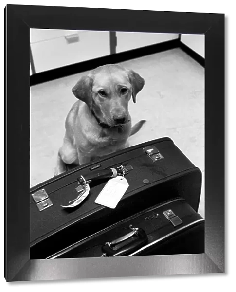 Chumley the dog. January 1975 75-00526-002