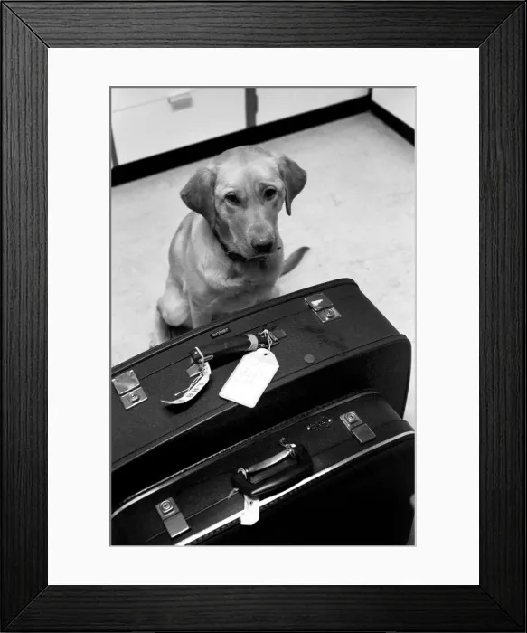 Framed Print : Chumley the dog. January 1975 75-00526-002 Framed Print : Chumley the dog. January 1975 75-00526-002