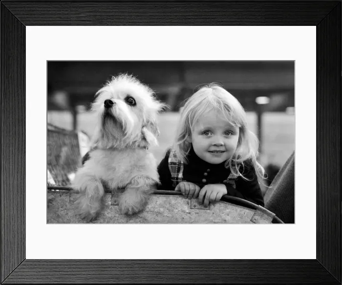 Framed Print : Olympia: Crufts Dog Snow. February 1975 75-00744-004