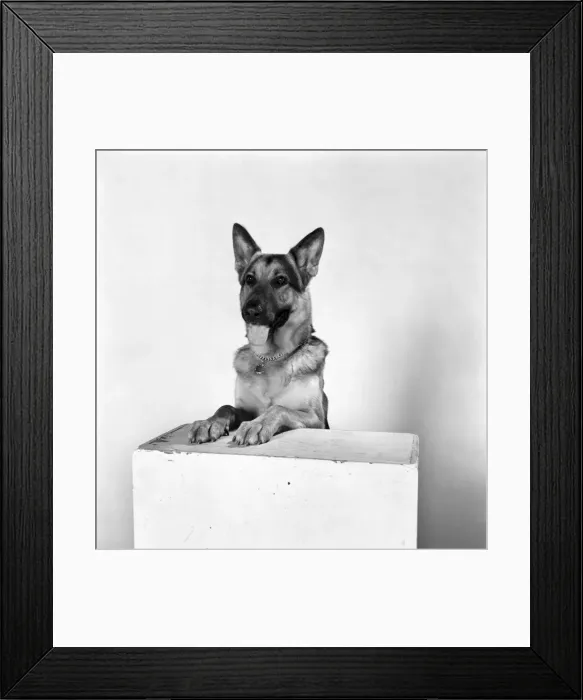 Framed Print : Dog. Saxon'Alsation. February 1975 75-00718