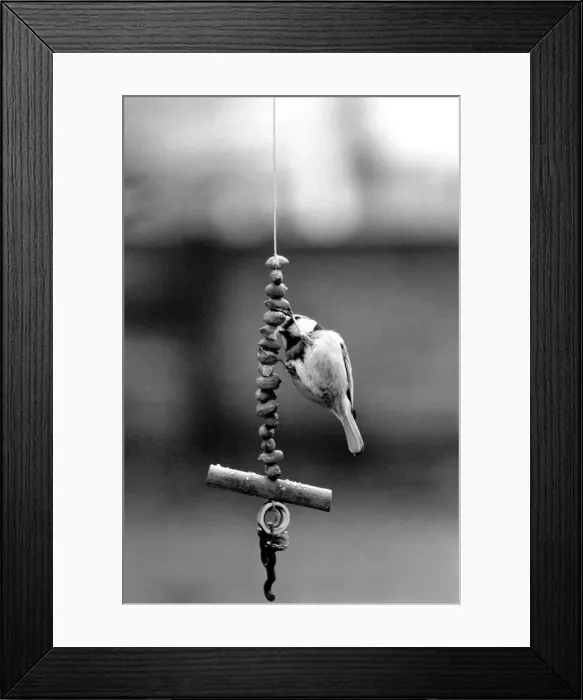 Framed Print : Birds / Animals / Humour: Swinging Blue Tits'. January 1975 75-00557 Framed Print : Birds / Animals / Humour: Swinging Blue Tits'. January 1975 75-00557