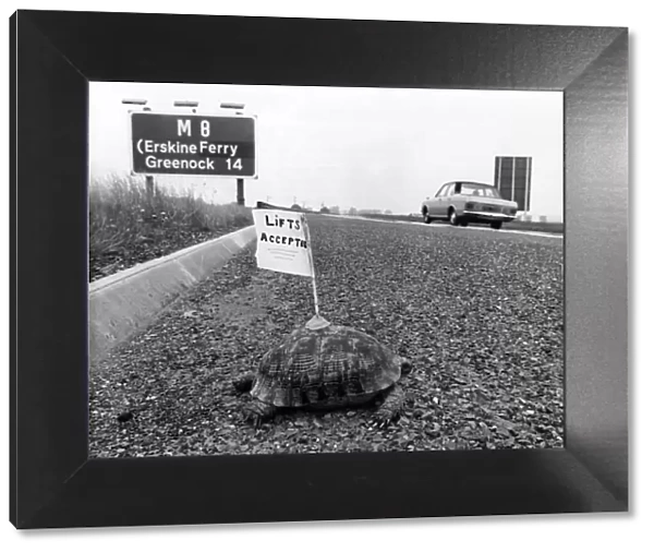 A tired tortoise shows the Flag: The motorway sign indicating that the Erekine Ferry at