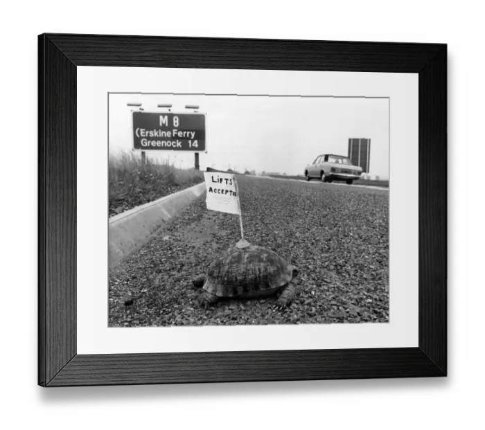 Framed Print : A tired tortoise shows the Flag: The motorway sign indicating that the Erekine Ferry