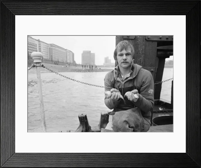 Framed Print : Catch of the day. Old man Thames gave a rich harvest when fishermen at the Westminster