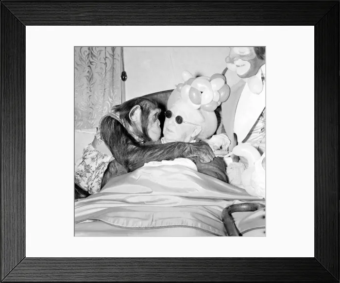 Framed Print : Fifi the Chimpaneze seen here kissing her owner. September 1956 Framed Print : Fifi the Chimpaneze seen here kissing her owner. September 1956