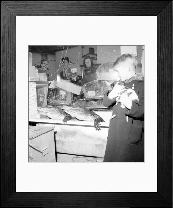 Framed Print : Two of the more unusual resident of this London pet shop eye up a small boy and his dog Framed Print : Two of the more unusual resident of this London pet shop eye up a small boy and his dog