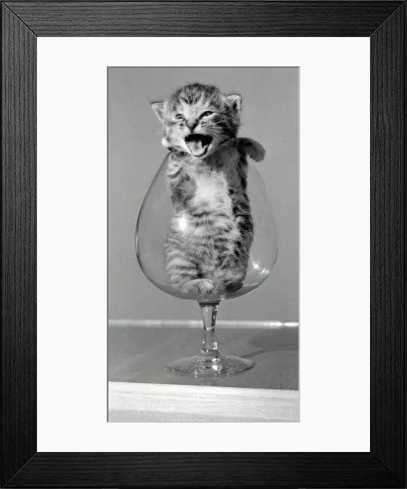 Framed Print : Brandy the 3 week old kitten in a brandy glass. October 1954 Framed Print : Brandy the 3 week old kitten in a brandy glass. October 1954