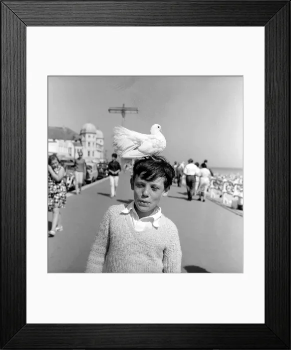 Framed Print : 10 year old Alan Barker with a friendly pigeon on his head as he walks along Framed Print : 10 year old Alan Barker with a friendly pigeon on his head as he walks along