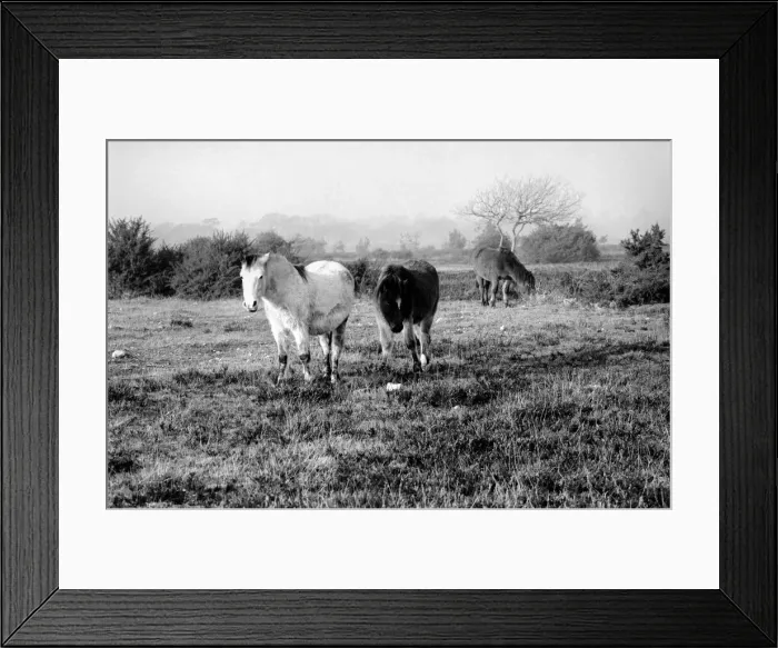 Framed Print : Animals: Horse: Landscape: New Forest Ponies. New Forest Ponies foraging for food in Framed Print : Animals: Horse: Landscape: New Forest Ponies. New Forest Ponies foraging for food in