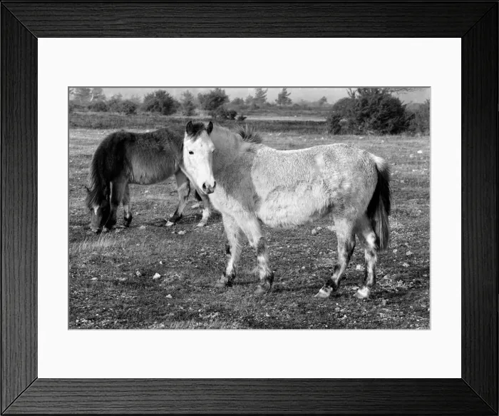 Framed Print : Animals: Horse: Landscape: New Forest Ponies. New Forest Ponies foraging for food in Framed Print : Animals: Horse: Landscape: New Forest Ponies. New Forest Ponies foraging for food in
