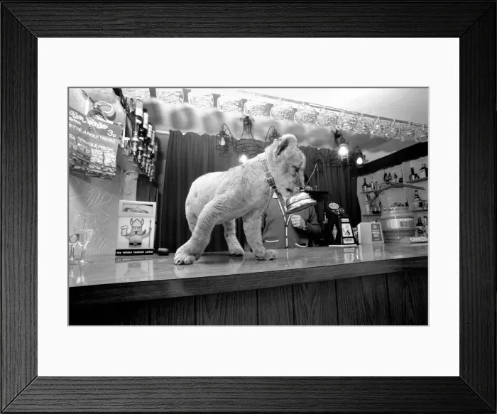 Framed Print : Animal: Unusual: Cute: Lion cub at Public House. Regulars at a quiet country pub in Framed Print : Animal: Unusual: Cute: Lion cub at Public House. Regulars at a quiet country pub in
