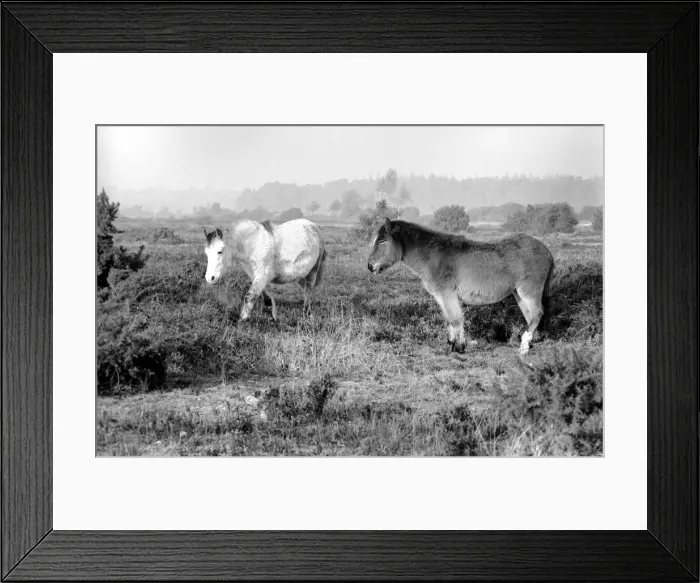 Framed Print : Animals: Horse: Landscape: New Forest Ponies. New Forest Ponies foraging for food in Framed Print : Animals: Horse: Landscape: New Forest Ponies. New Forest Ponies foraging for food in