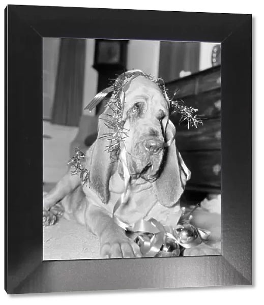 Bloodhound Dog. December 1972 72-11445-001