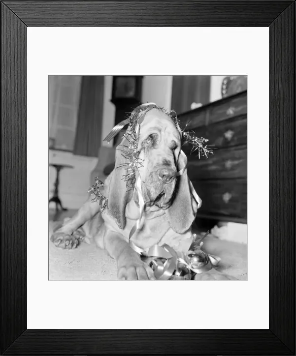 Framed Print : Bloodhound Dog. December 1972 72-11445-001
