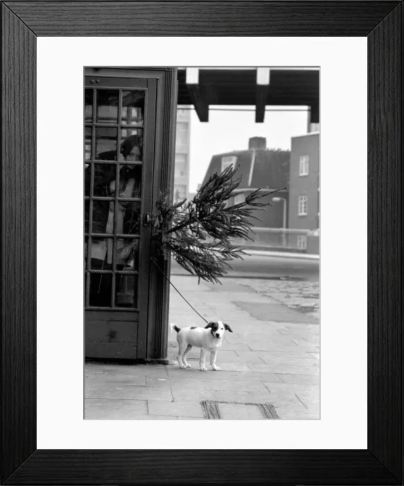 Framed Print : Animal, Cute: Puppy Dog outside Telephone Box. December 1972 72-11831-003