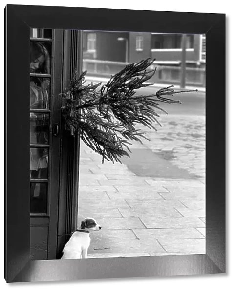 Animal, Cute: Puppy Dog outside Telephone Box. December 1972 72-11831-001