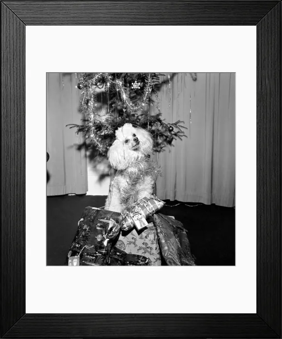 Framed Print : Cute: Dog: Christmas: Poppy the Poodle. Poppy the poodle has a most responsible job until Framed Print : Cute: Dog: Christmas: Poppy the Poodle. Poppy the poodle has a most responsible job until