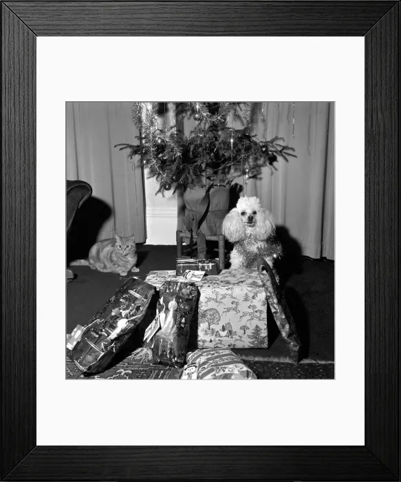 Framed Print : Cute: Dog: Christmas: Poppy the Poodle. Poppy the poodle has a most responsible job until Framed Print : Cute: Dog: Christmas: Poppy the Poodle. Poppy the poodle has a most responsible job until