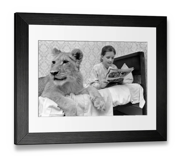Framed Print : Leonie'the Lioness. Leonie is the favourite pet of the youngest daughter of Framed Print : Leonie'the Lioness. Leonie is the favourite pet of the youngest daughter of