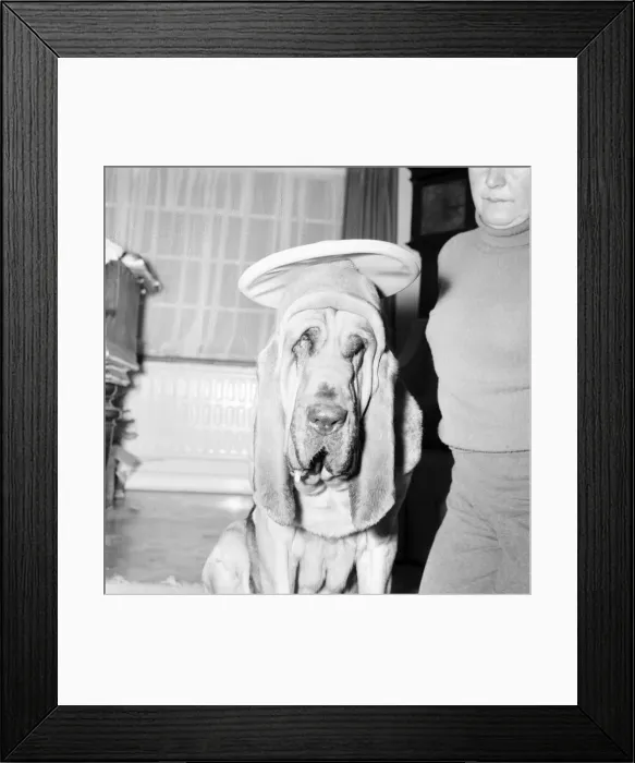 Framed Print : Bloodhound Dog. December 1972 72-11445-003