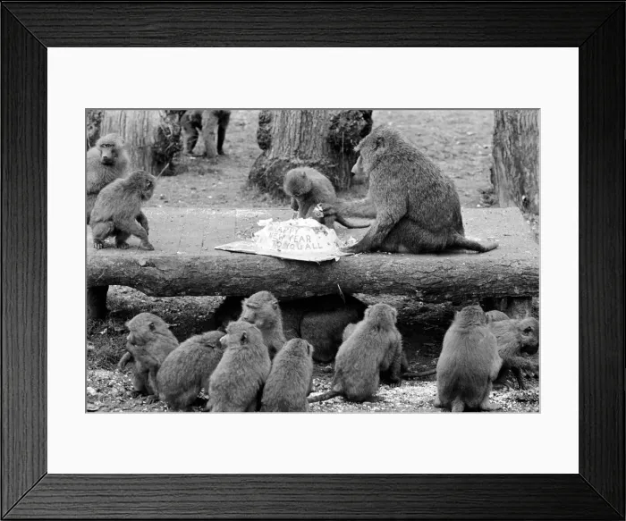 Framed Print : Monkeys Party: Monkeys and baboons Framed Print : Monkeys Party: Monkeys and baboons