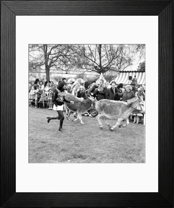 Framed Print : Donkey Derby held for charity at Festival Gardens. April 1972 72-04585