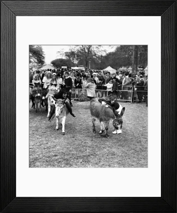 Framed Print : Donkey Derby held for charity at Festival Gardens. April 1972 72-04585-008
