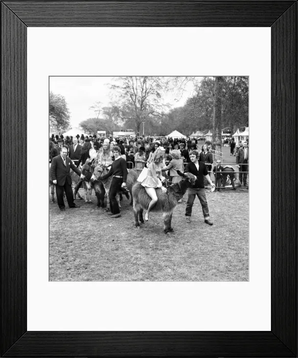 Framed Print : Donkey Derby held for charity at Festival Gardens. April 1972 72-04585-003