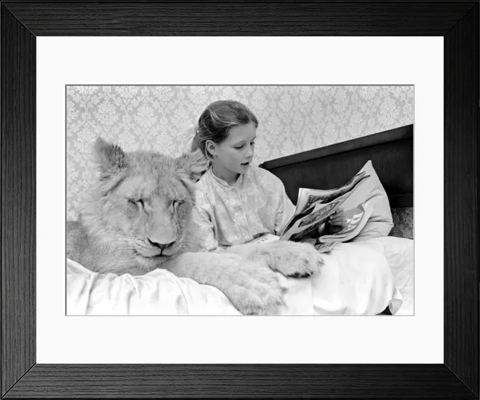 Framed Print : Leonie'the Lioness. Leonie is the favourite pet of the youngest daughter of